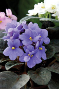 Winter-Blooming Plants for Indoors